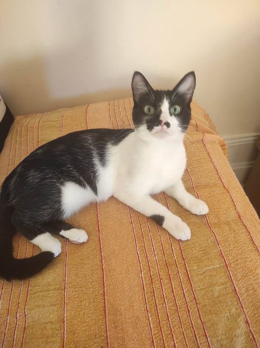 Gata com 1 ano para adoção