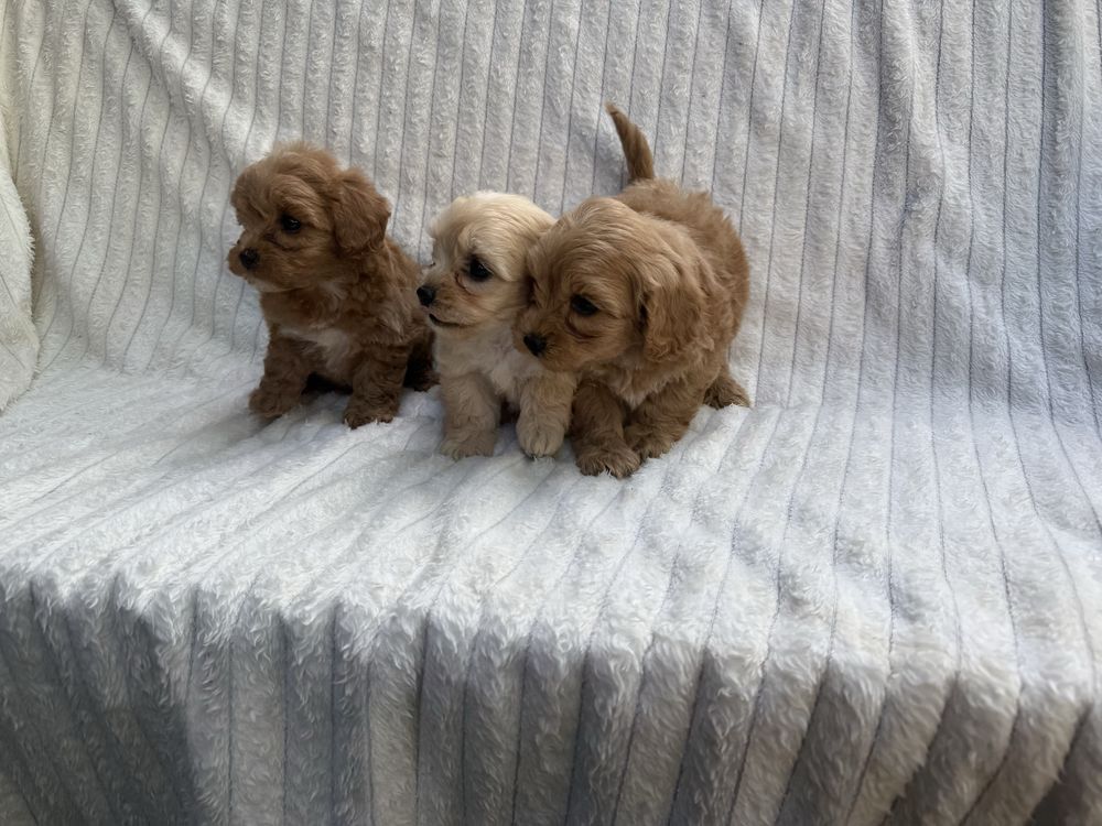 Maltipoo Szczeniak