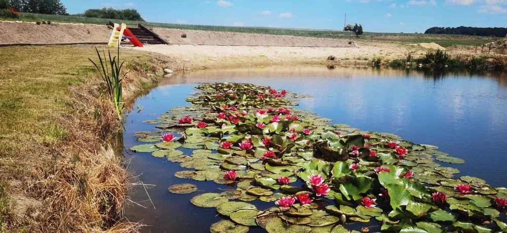 Lilia wodna nenufar Lubiąż- sadzonka do oczka wodnego stawu