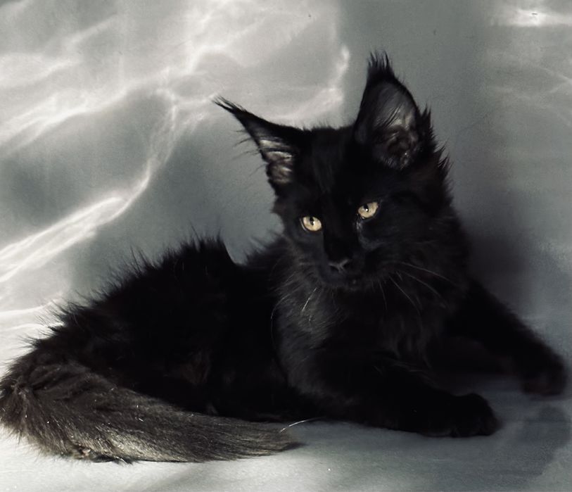 Ласковая черная пантера