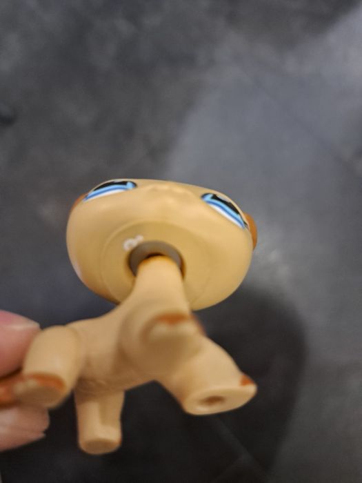 Kotek pet shop uzywany