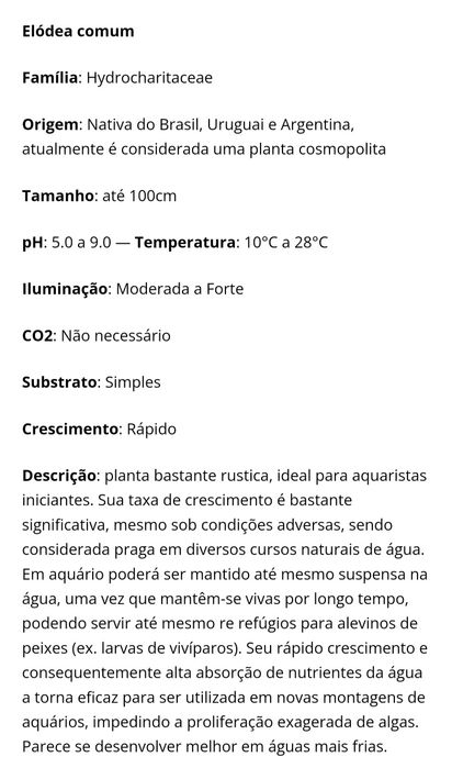 Elodea Densa. Planta natural de aquário.