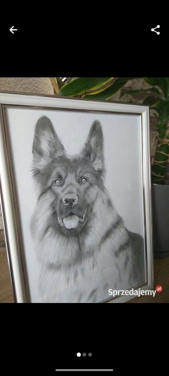 Owczarek niemiecki portret ołówkiem rysunek