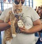 Bumblebee pod hodowle maine coon