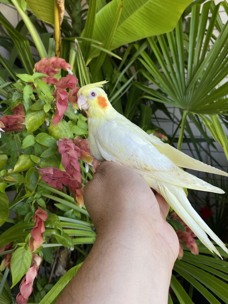Caturra domesticada amarela com face vermelha