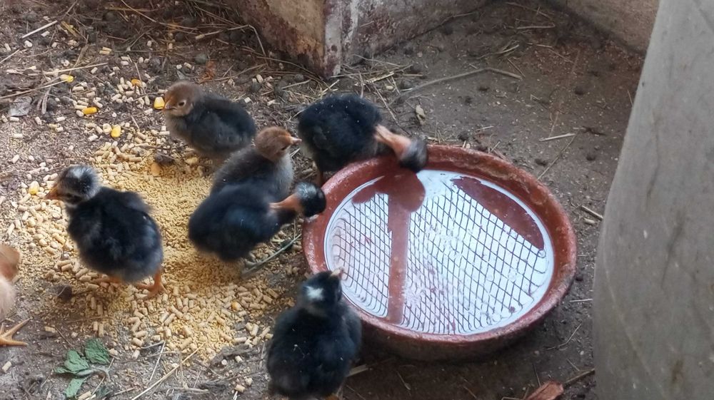 GALOS, GALINHAS, PATOS E COELHOS