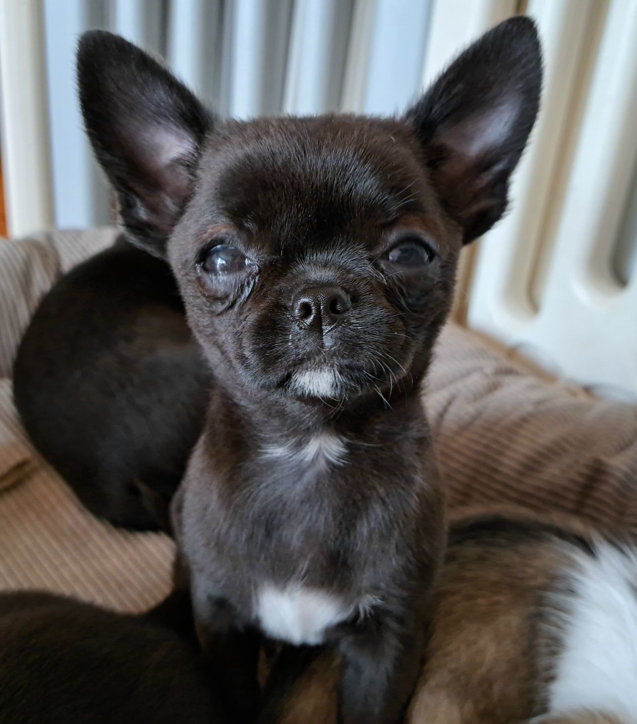 Śliczny chłopiec Chihuahua DO ODBIORU