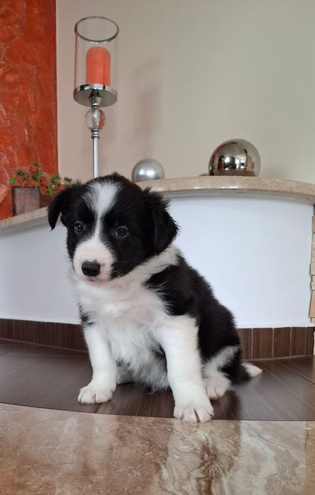 Border collie pies
