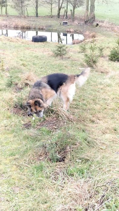 Owczareczka Marysia szuka domu!