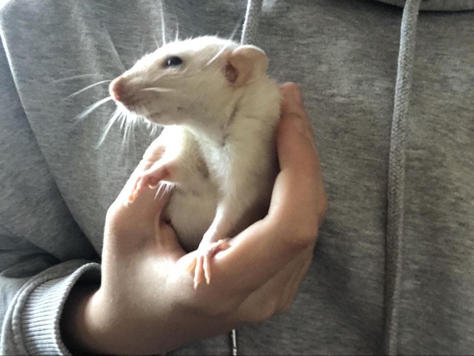 Продам крисинят дамбо і рекс