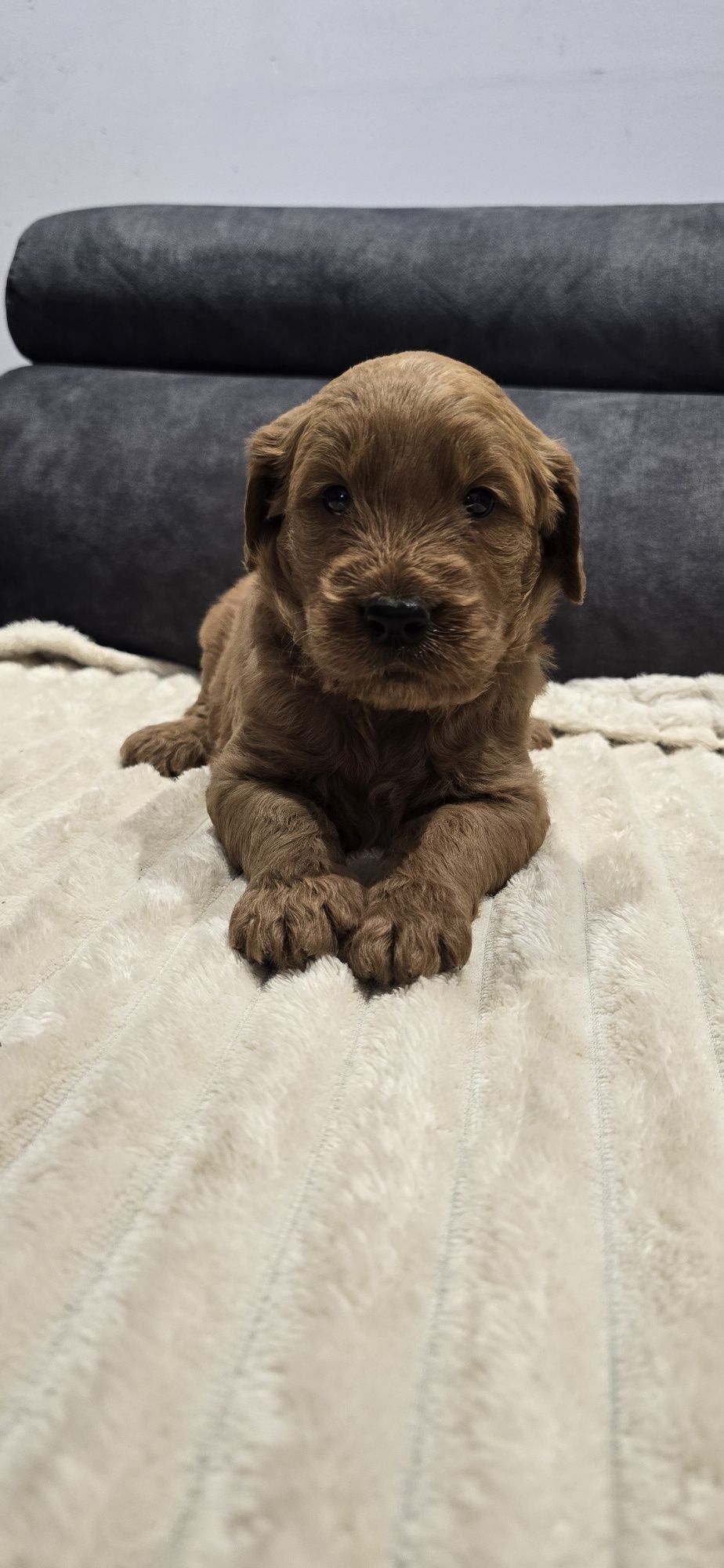 Goldendoodle f1 standard piesek red-brown