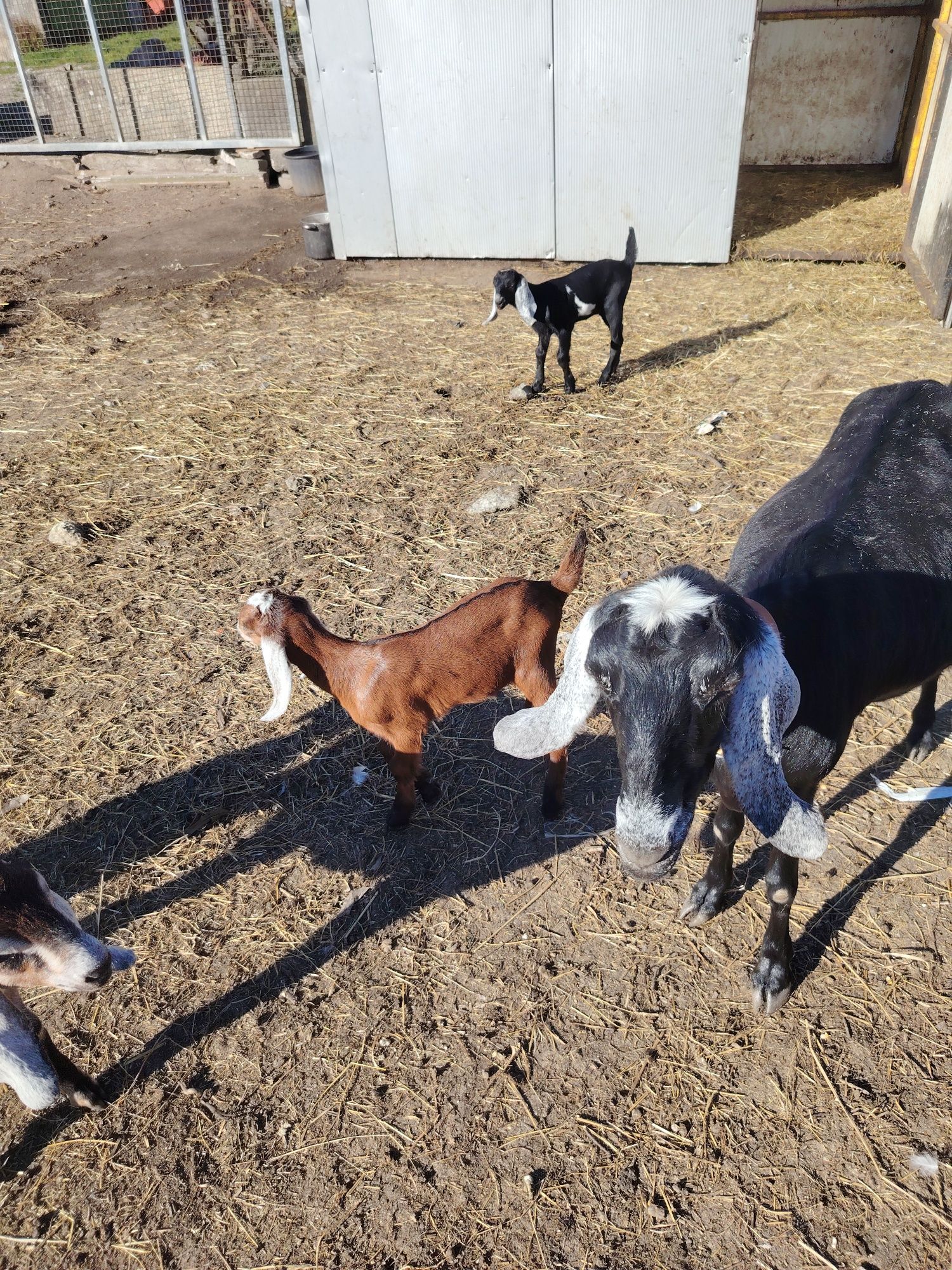 Cabras anglonobianas