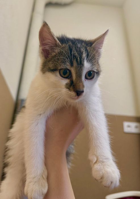 Młoda kotka szuka kochającego domku