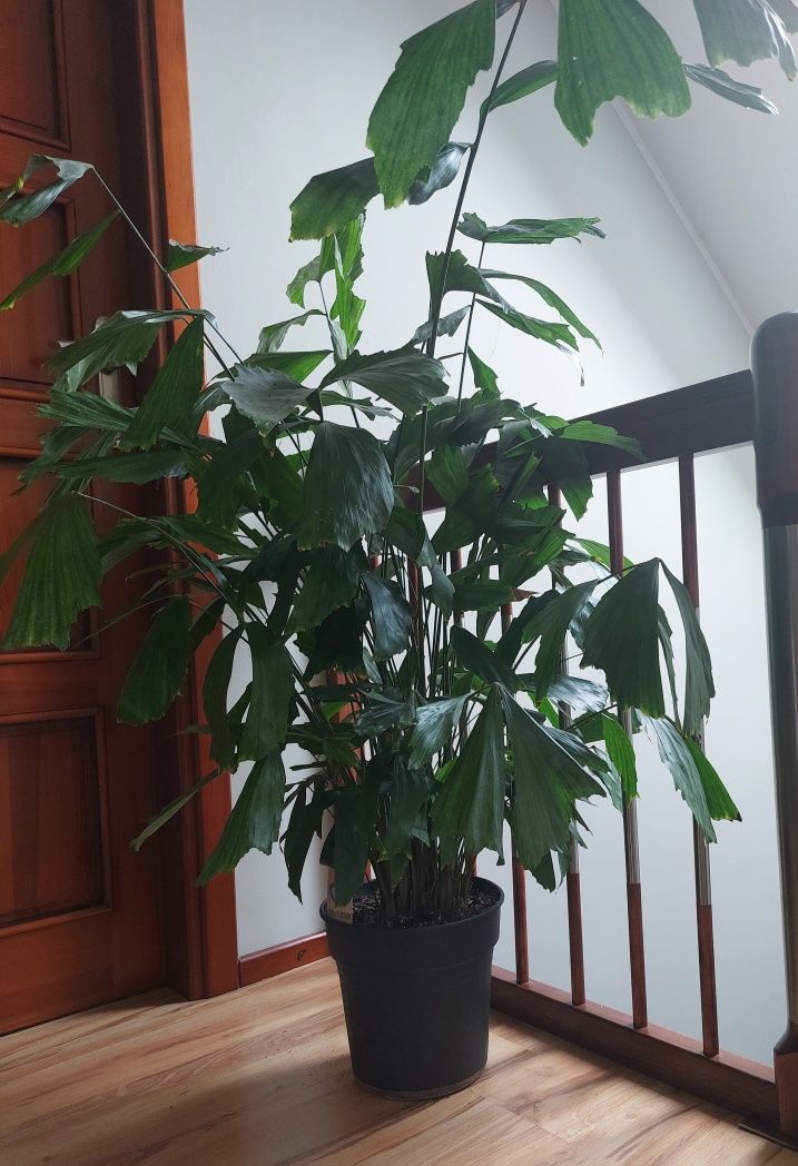 Palma orzechowa Caryota 130 cm