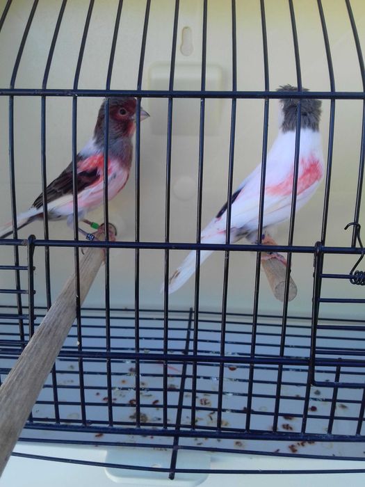 Tenho alguns canarios