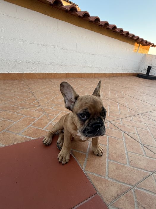 Buldogue frances macho