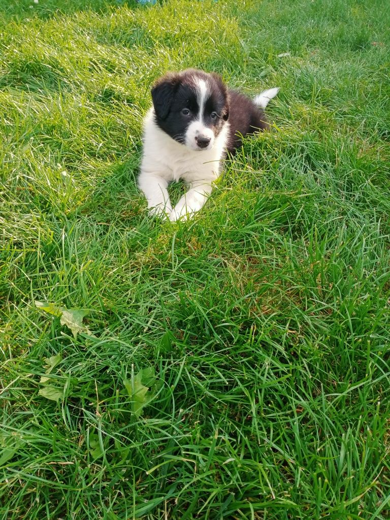 Śliczny border collie piesek