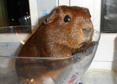 Роскошные морские свинки, гладкошерстные, эксклюзивного окраса