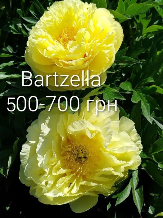 Півонія ITOH Bartzella , піон, Бартзелла