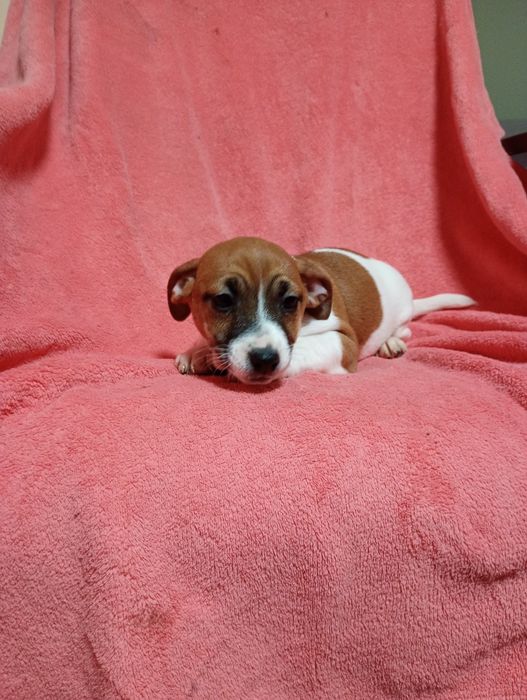 Suczka Jack Russell Terrier szuka domku bicolor