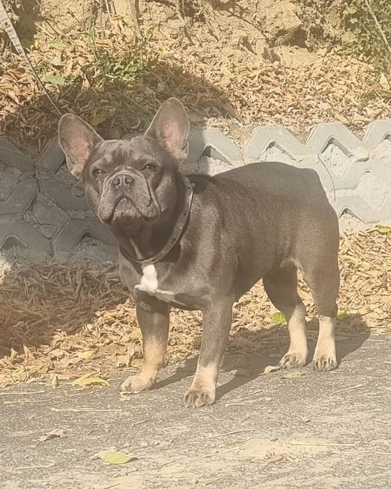 Buldog Fracuski sunia