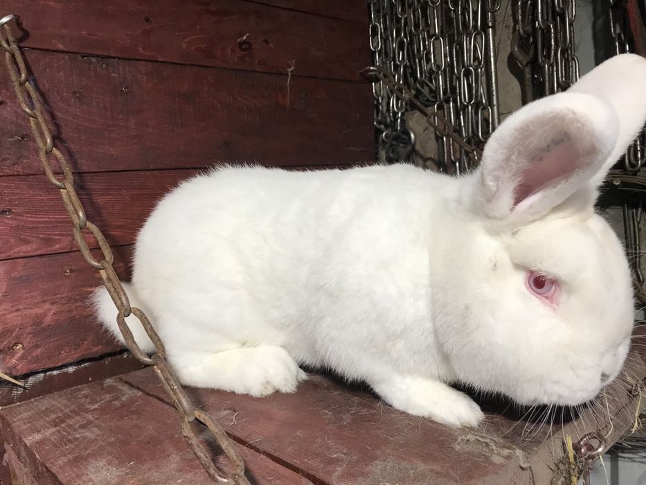 Nowozelandzki  bialy