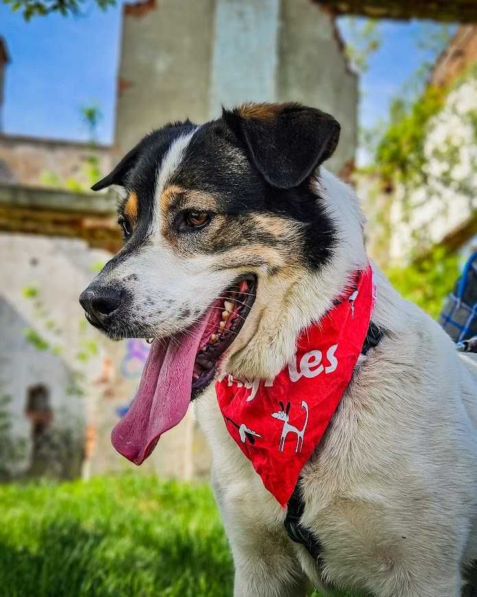 Przekochany, otwarty, absolutnie proludzki młodziak do adopcji!