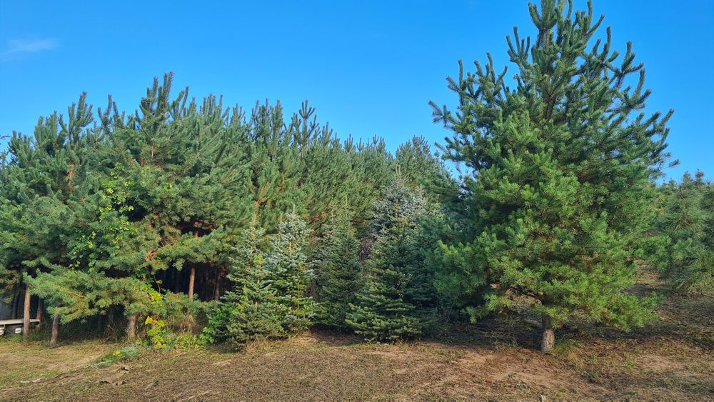 Сосна Банкса (Pinus Banksiana)