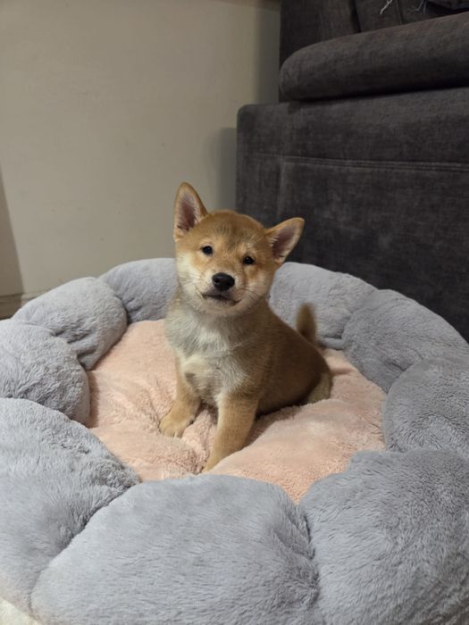 Shiba Inu szczeniak piesek