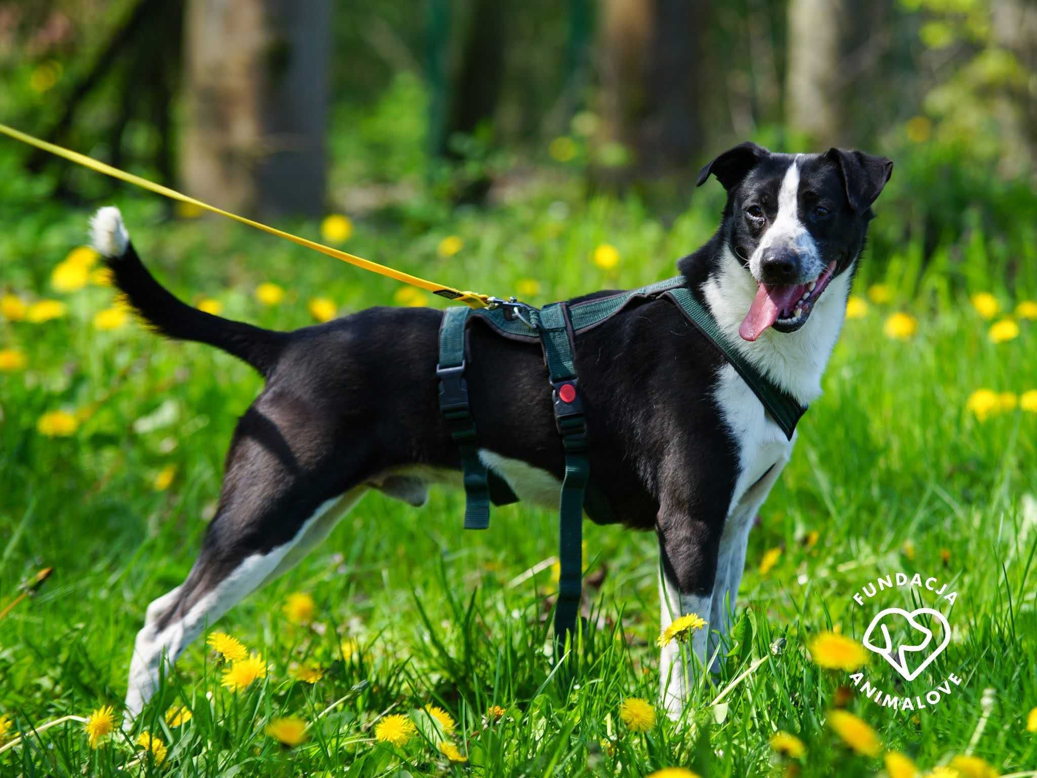 Border Collie krótkowłosy mix szuka domu