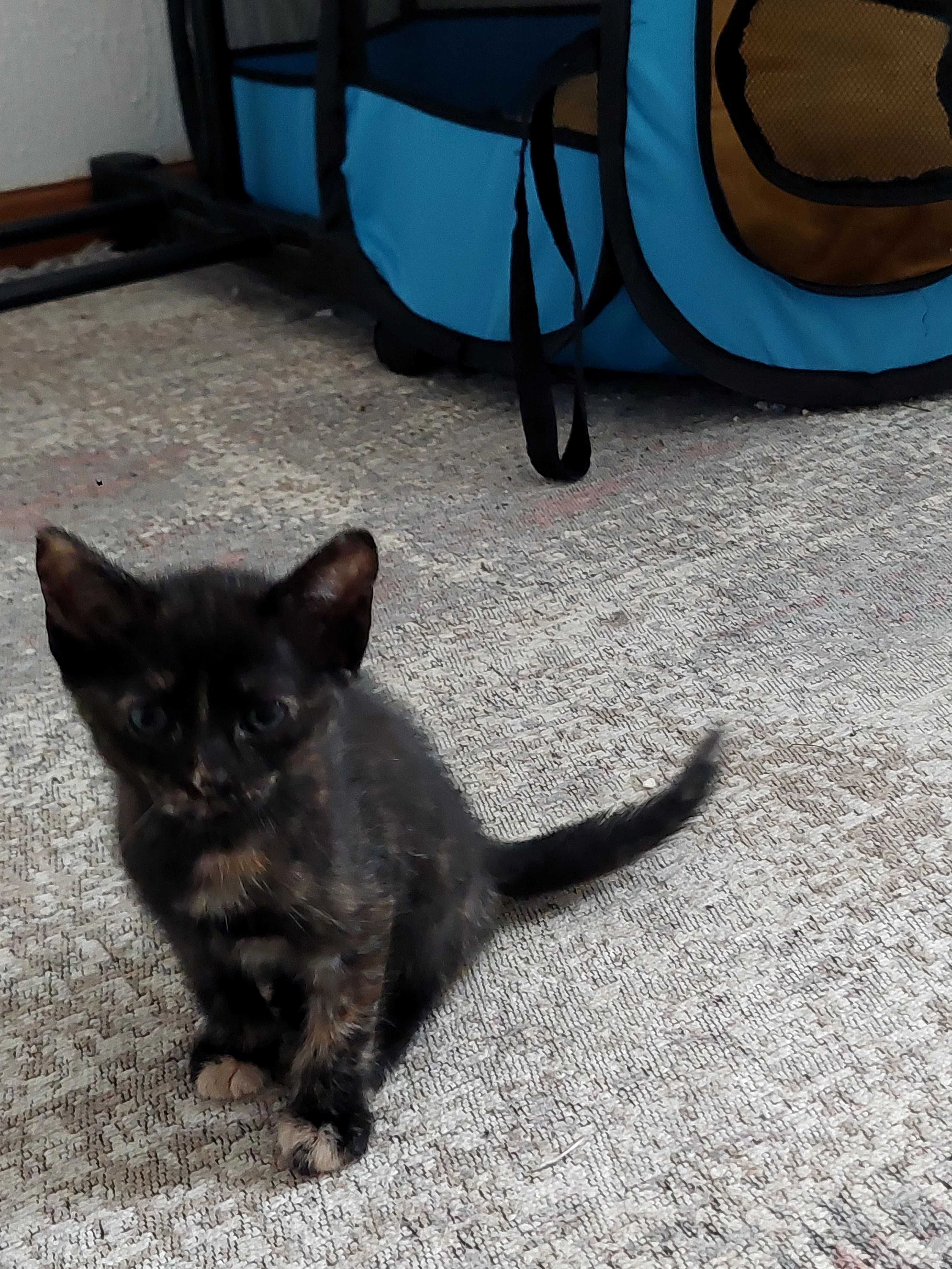Adopção Gatinhos