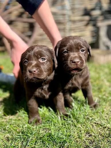 Лабрадор Ретривер щенки питомника с документами