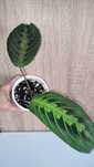 Maranta leuconeura Fascinator Tricolor.