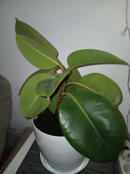 Фікус, квіти, кімнатні рослини. Продам квітка , горщик.