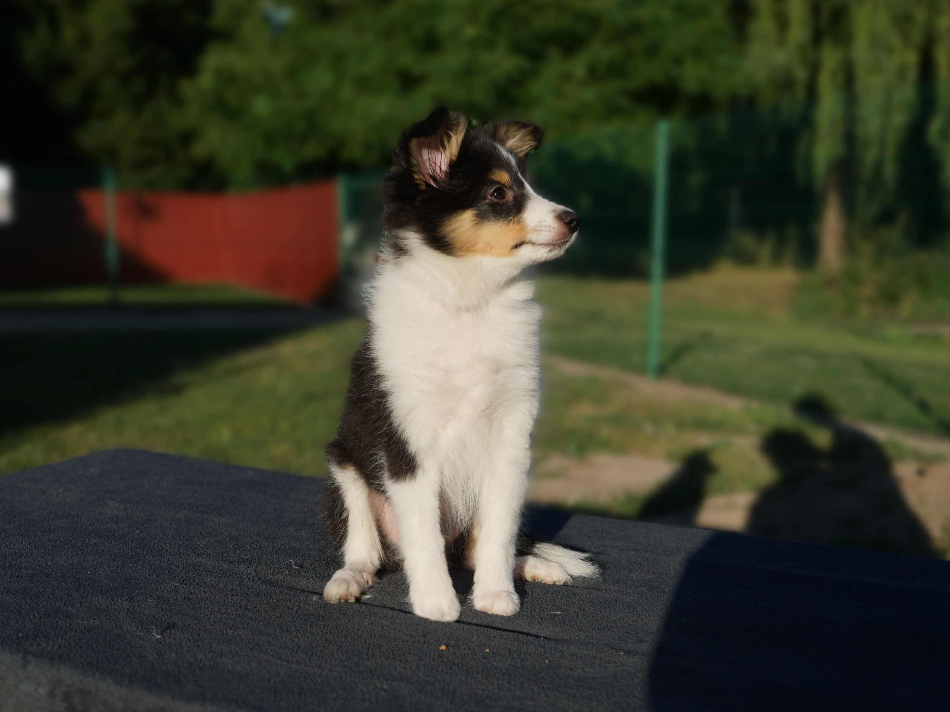owczarek szetlandzki piesek tricolor