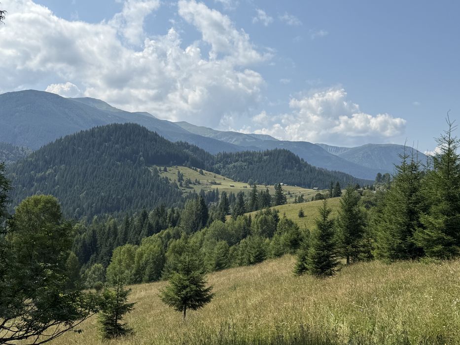 Ділянка з лісом .