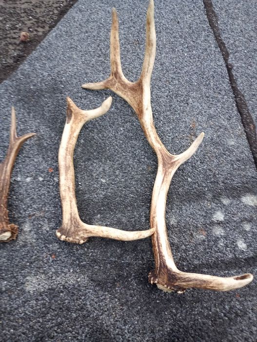 Poroża Jelenia 3 sztuki