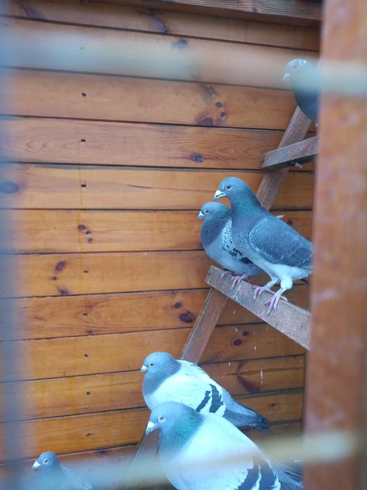 Gołębie pocztowe po rozpłodzie