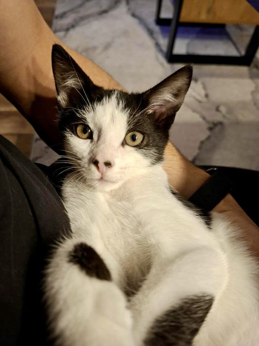 Pepe szuka swojego domu