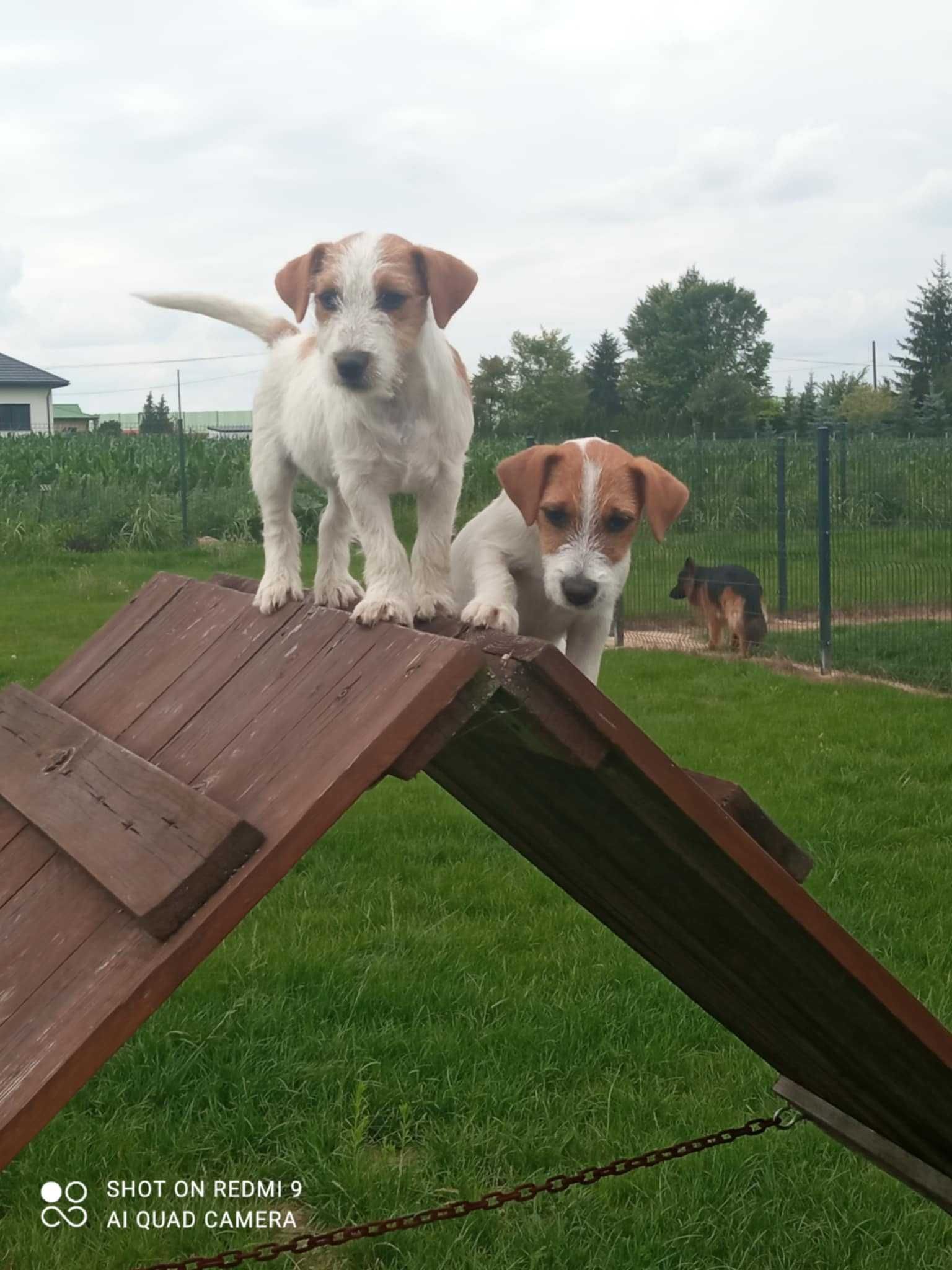 Jack Russell terrier
