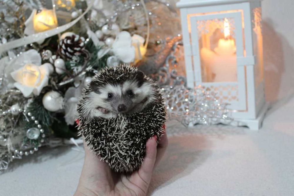 Jeżyki, Jeż pigmejski,  jeże pigmejskie, rodowód i książeczka zdrowia