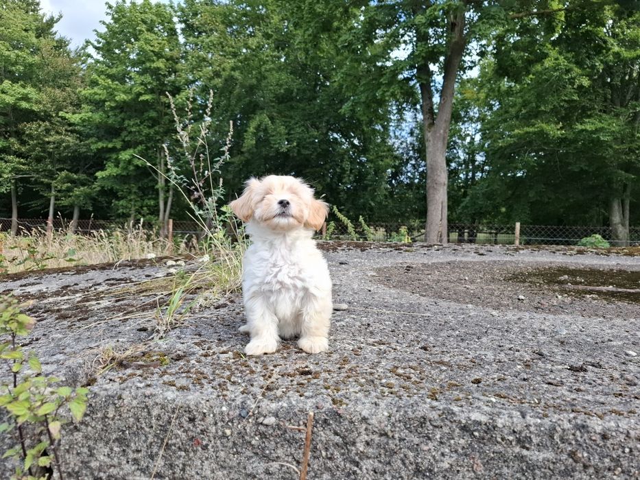 maltipoo szczeniak