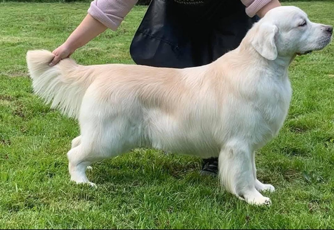 Golden Retriever ZKwP FCI Już do odbioru