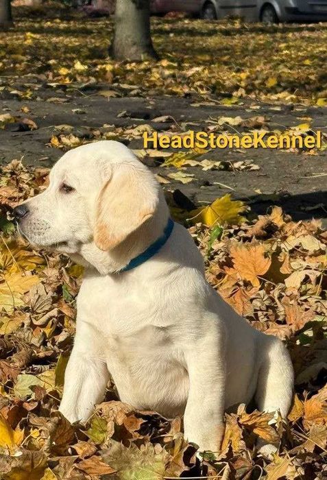 Щенки Лабрадора ретривера