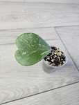 Hoya kerrii splash