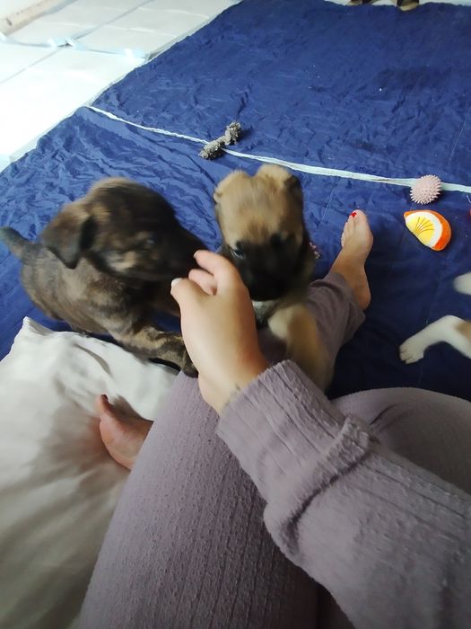 Cães bebés porte grande