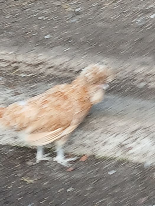 Kurki Ozdobne - wyprzedaż