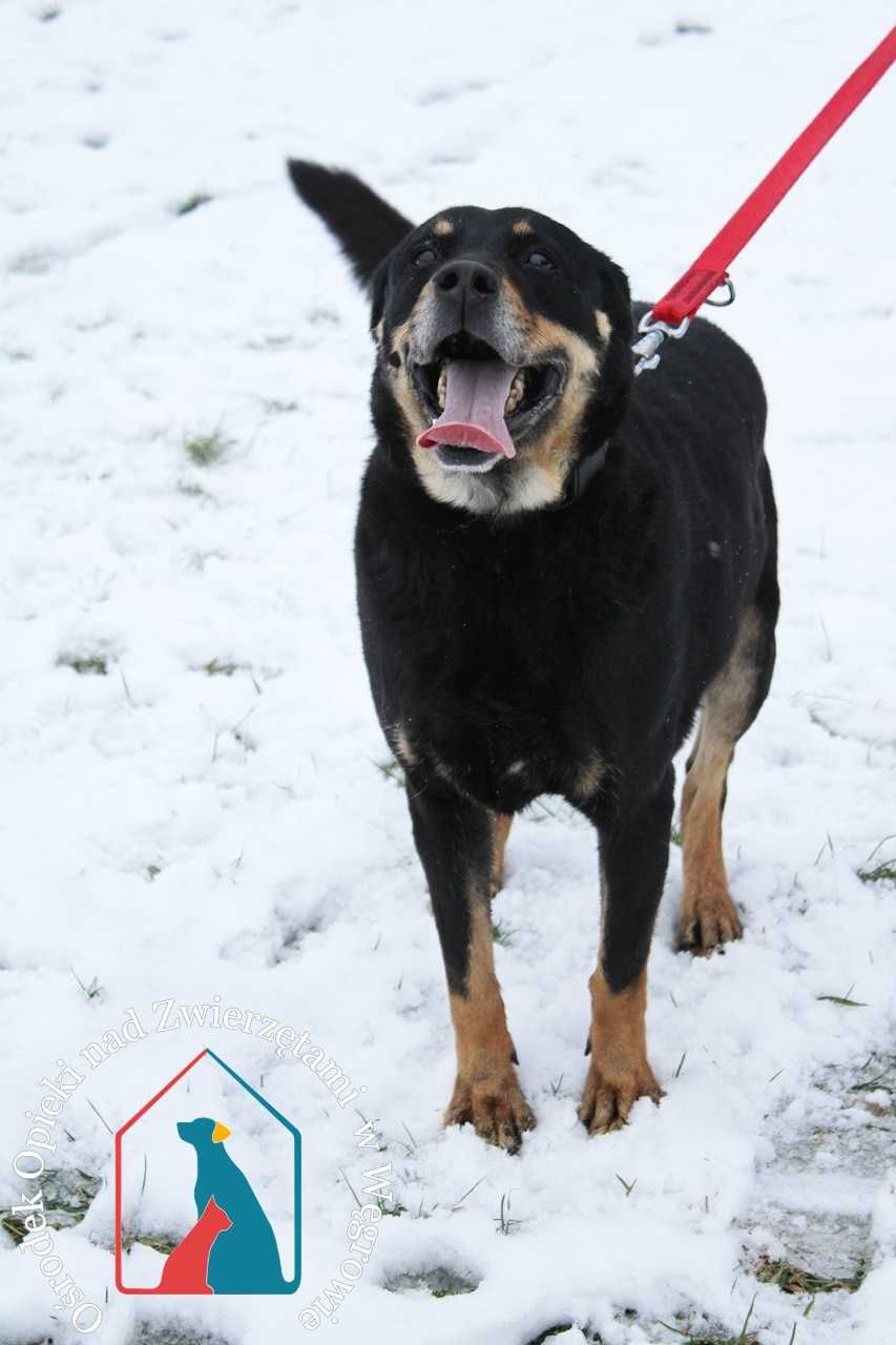 WESOŁY, towarzyski, przesympatyczny DINGO - kocha ludzi - adoptuj !!!