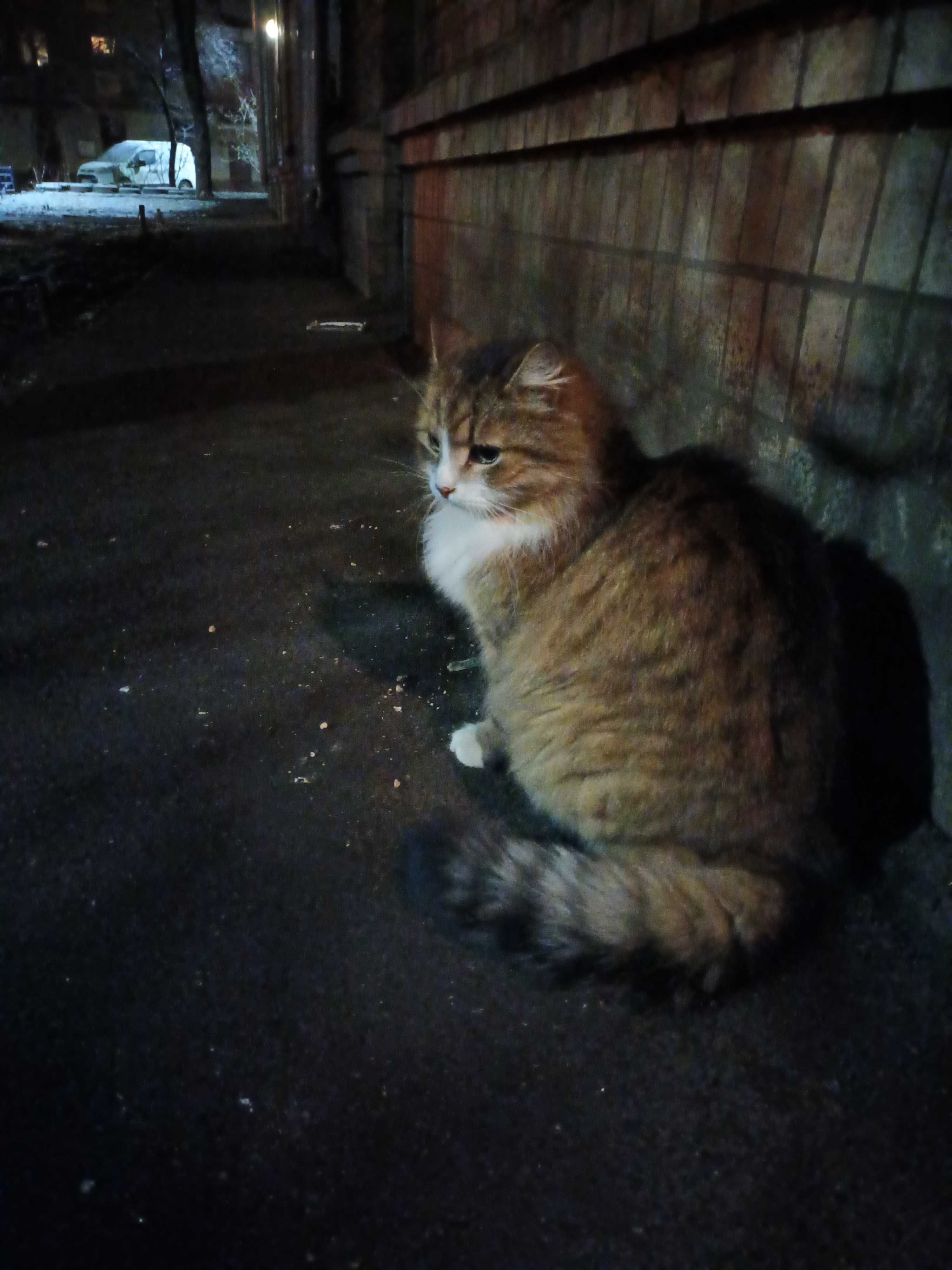 Котик добрим відповідальним людям