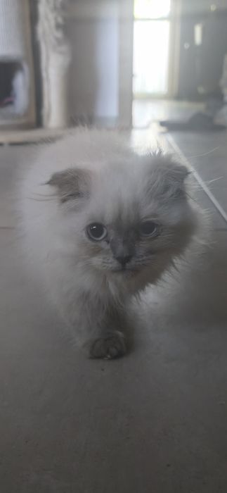 Szkocki fold  zwislouchy kotka, biala